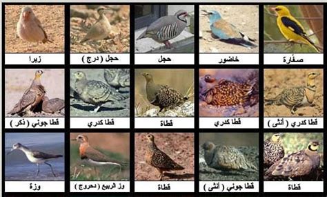 اسم طيور مكونة من 10 حروف