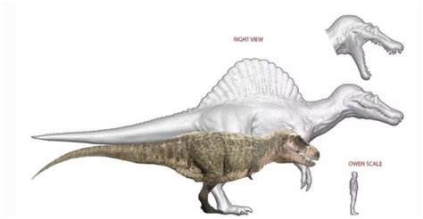 Spinosaurus Size Comparison To T Rex