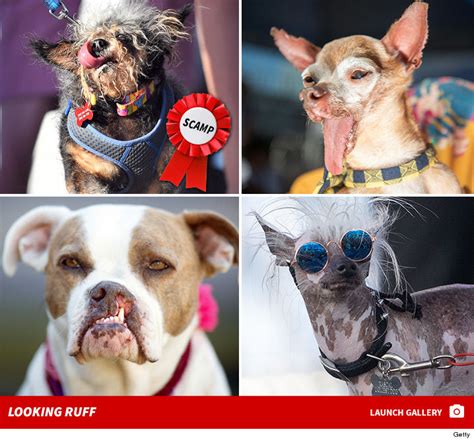 Worlds Ugliest Dog Crowned And Scamp The Tramp Becomes Scamp The Champ