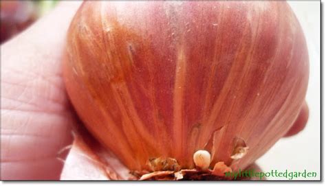 If you're feeling disappointed by this news, it's worth noting that most people who have tried sprouted onions have said they're not too tasty anyway. My Little Potted Garden: How I Plant Sprouted Onions