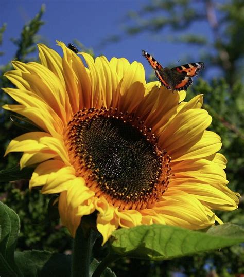 Image Result For Butterflies On Sunflowers Sunflower Garden Sunflower