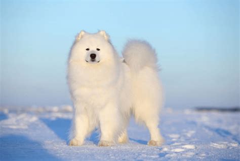 The Top 10 Cold Weather Dog Breeds
