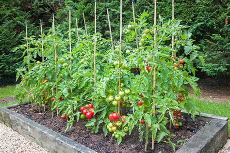 Grow Tomatoes In Raised Beds Everything You Need To Know 2022