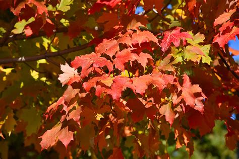 Autumn Splendor Sugar Maple Acer Saccharum Autumn Splendor In