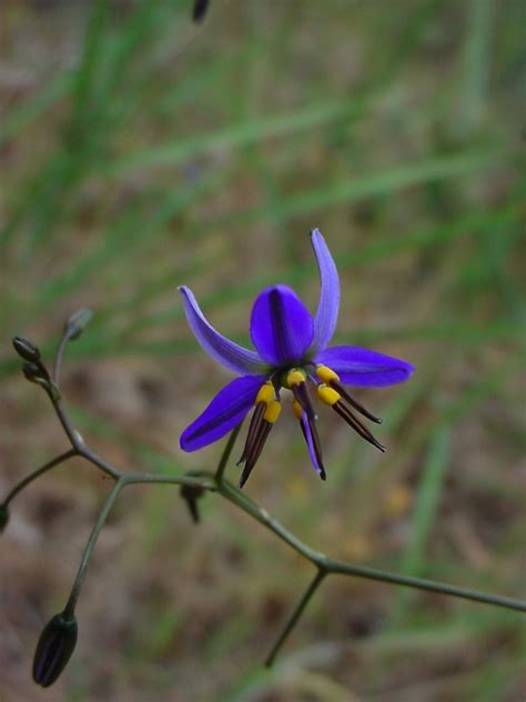 Black Anther Flax Lily Dianella Revoluta Or D Brevicaulis Ligaya