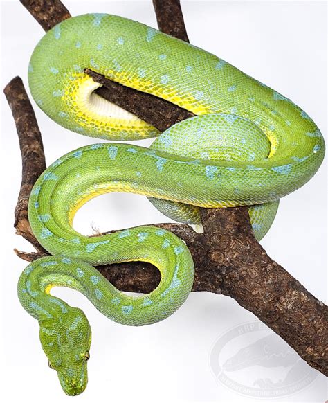 Sorong Green Tree Python Traits Morphpedia
