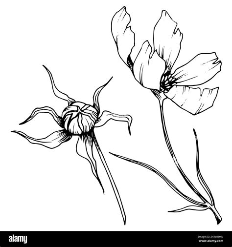 Vector Cosmos Floral Botanical Flowers Black And White Engraved Ink