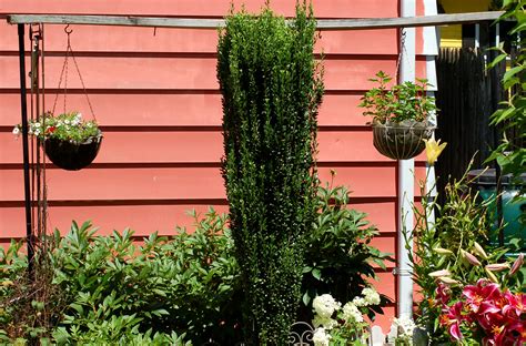 How to trim overgrown holly trees. When Is the Best Time for Pruning Holly?