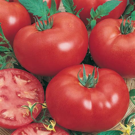 Tomato Grosse Lisse | Easy Colour