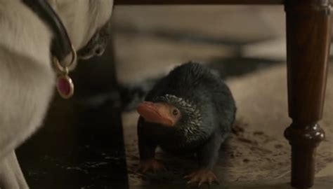 A Complete List Of All 26 Creatures In Fantastic Beasts And Where To