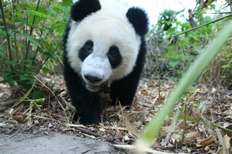 Volunteering With Pandas In China • The Planet Edit Panda Volunteer