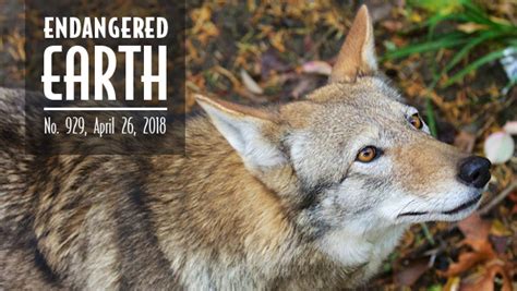 Endangered Earth The Race To Save Red Wolves