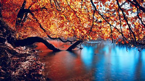 Red Orange Leafed Tree On Body Of Water 4k Hd Nature Wallpapers Hd