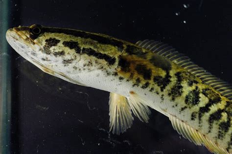 Invasive Snakehead Fish That Can Survive On Land For Four Days