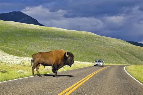 Visiting Yellowstone National Park 14 Attractions Tips And Tours