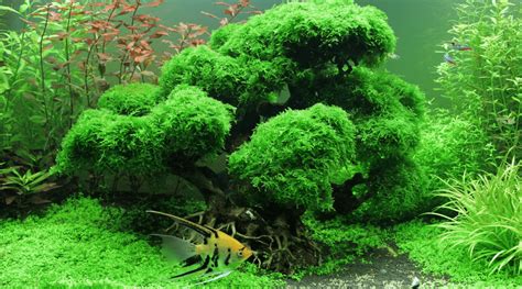 Aquascaping For Beginners Easy Guide How To Start Aquascaping