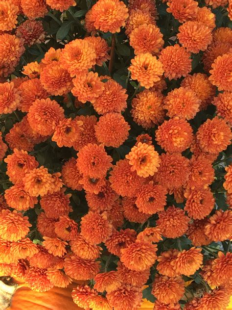 Pin By 𝖆𝖉𝖆 On Fall Pictures Orange Aesthetic Orange Wallpaper