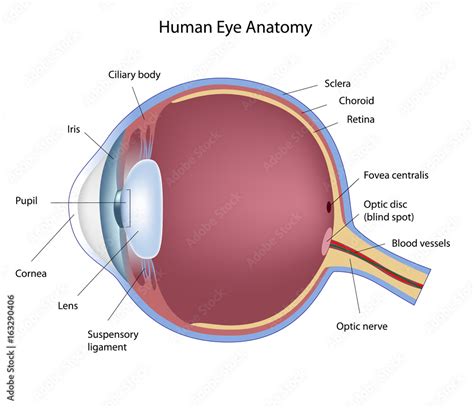 Anatomy Of Human Eye Labeled Stock Illustration Adobe Stock
