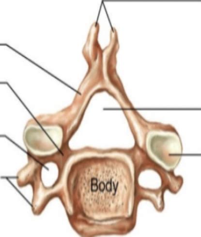 Typical Cervical Vertebrae Structure Diagram Quizlet