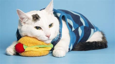 We can't protect you if something happens. Adopt a pet: Carmine and more pets up for adoption in ...