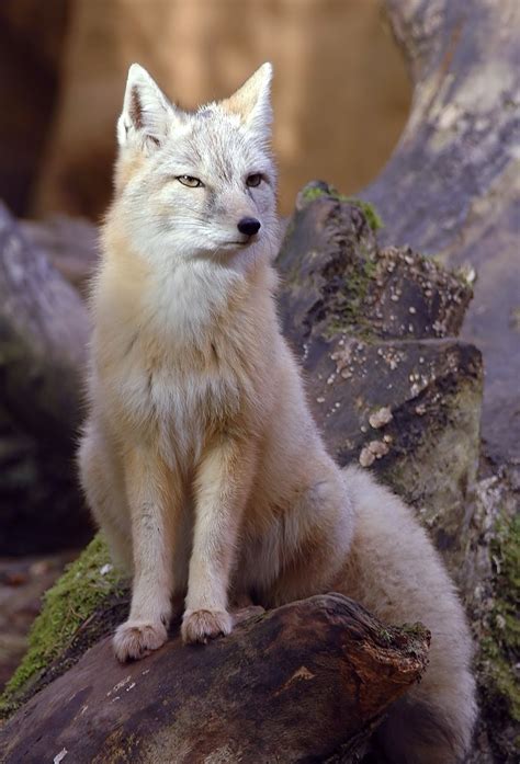 Vulpes The Evolution Of Foxes Vulpes Corsac The Corsac Fox