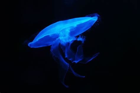 Moon Jellyfish Free Stock Photo Beach Creatures