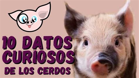 Los Cerdos 🐷 10 Datos Curiosos De Los Cerdos 🐽 Curiosidades De Los