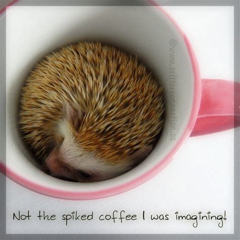 Let these funny hedgehog quotes from my large collection of funny quotes about life add a little humor to your day. 103 best images about Hedgehog Memes, Funnies, Quotes and Misc... @ Millermeade Farm's Critter ...