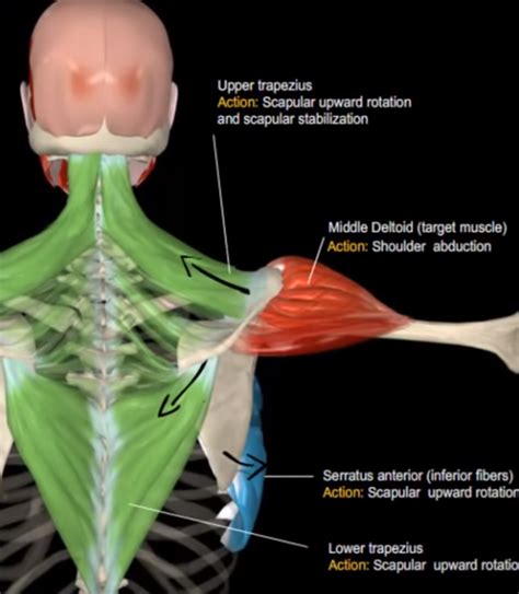 Shoulder Abduction Muscles Grosssit