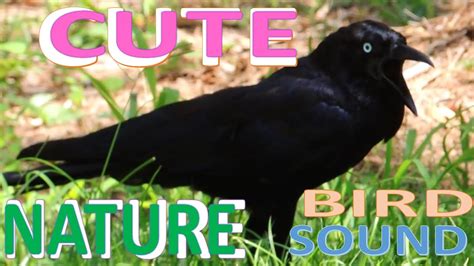 ☎️🐦🔊the Cutest Crow Calling Bird Sound Nature Crow