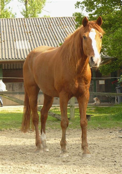 Chestnut Horse Standing In Front By Nexu4 On Deviantart