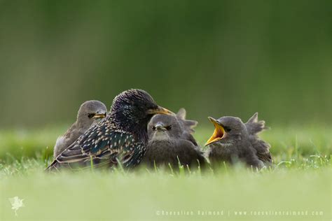 Quiko goldy egg food insectivore. Common Starling