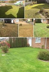 Trugreen Lawn Treatment Pictures