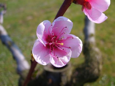 Peach In Blossom 2 Free Stock Photo Freeimages