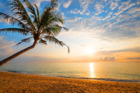 Premium Photo Seascape Of Beautiful Tropical Beach With Palm Tree At