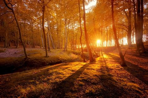 Autumn Scenery Beautiful Gold Fall In Forest Photo Free Download