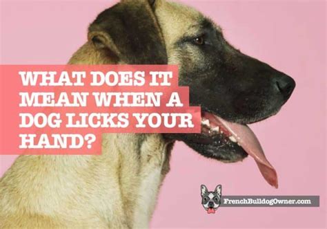 What Does It Mean When A Dog Licks Your Hand Constantly Is It Safe