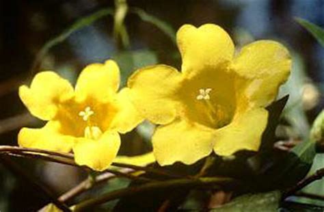 Once established, water as needed. Yellow Jasmine ( Gelsemium sempervirens )