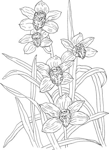 Ver más ideas sobre orquideas dibujo, dibujos de flores, orquideas tatuaje. Cymbidium Rosanna Orchid Coloring page | Free Printable ...
