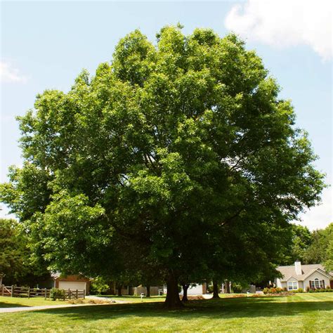 Pin Oak Trees For Sale