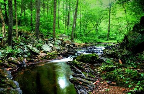 Woods Stream A Peaceful Stream In The George Washington