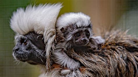 Chester Zoo Welcomes Birth Of Tiny Rare Monkey Bbc News
