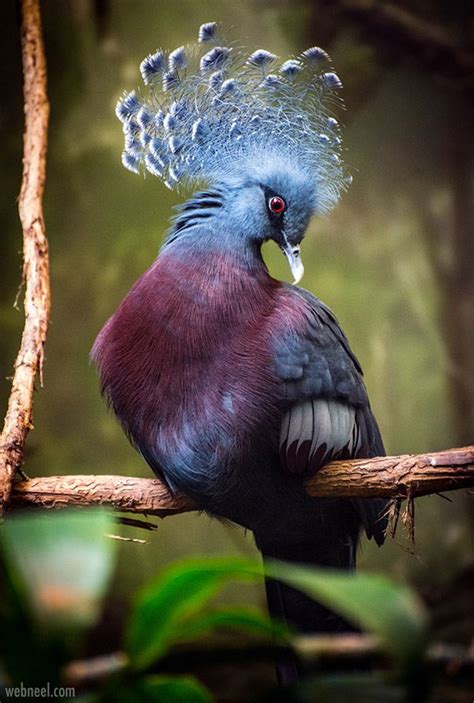 Ri Wild Bird Photography Unique Rare Bird