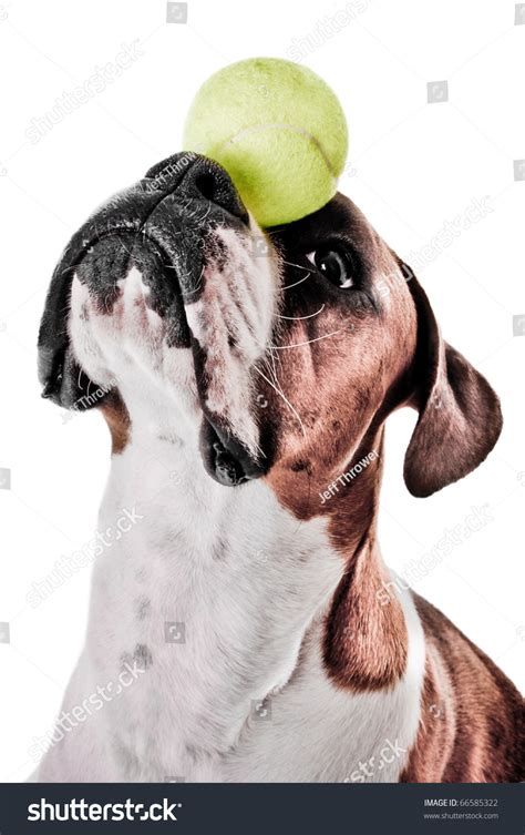 Boxer Dog Balancing Ball On Nose Stock Photo 66585322 Shutterstock