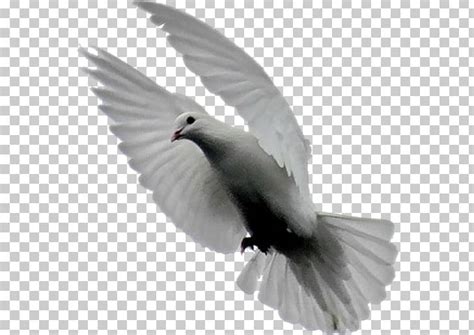Domestic Pigeon Bird Columbidae Typical Pigeons Png Clipart Animal