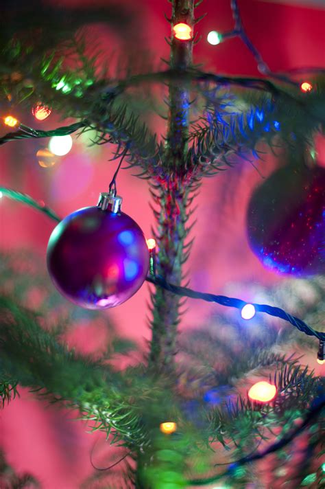 Free Stock Photo 11576 Festive Purple Bauble On A Natural Xmas Tree