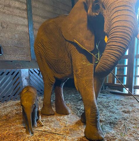 Baby Elephant Born At Howletts Wild Animal Park