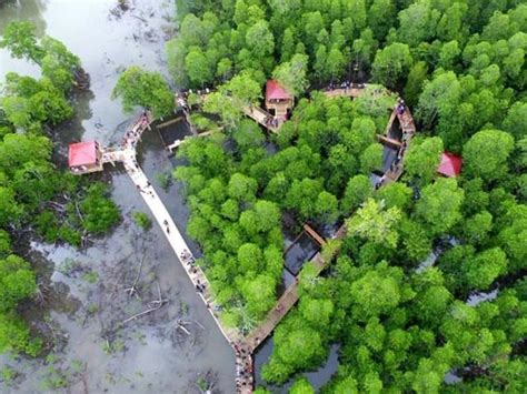 Fungsi Ekologis Hutan Mangrove Kabarmedia Github Io Riset
