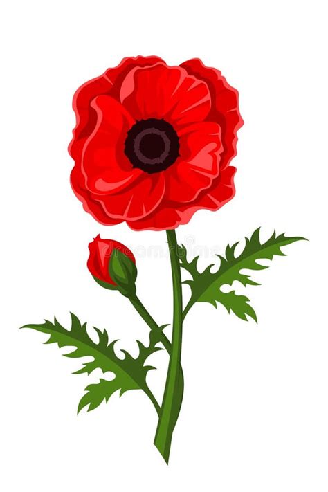 Red Poppy Vector Illustration Stock Vector Illustration Of Floral