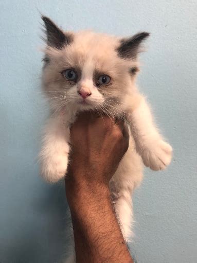 Ragdoll Kittens For Sale Manhattan Puppies And Kittens
